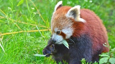 Kleiner Panda (13).jpg